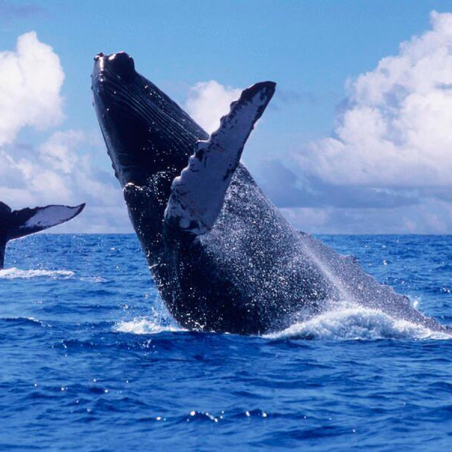Avistamiento de Ballenas en Ladrilleris Pacífico