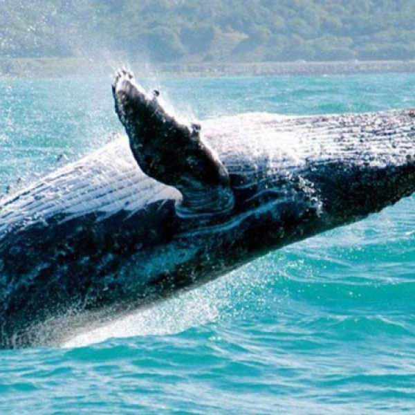 Avistamiento de Ballenas en Ladrilleris Pacífico